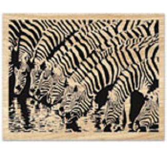 Zebra Pool Project Pattern - The Winfield Collection