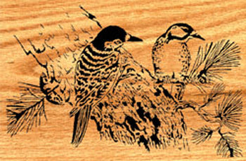 Nuthatch Project Pattern - The Winfield Collection